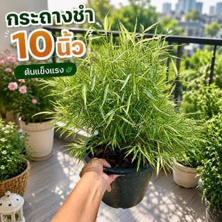ต้นไผ่แมว ไผ่เงิน กระถางชำ 6"/8"/11" มีรากเดินดีแล้ว ปลูกต่อง่าย ไผ่เงิน หญ้าแมว Cat Grass