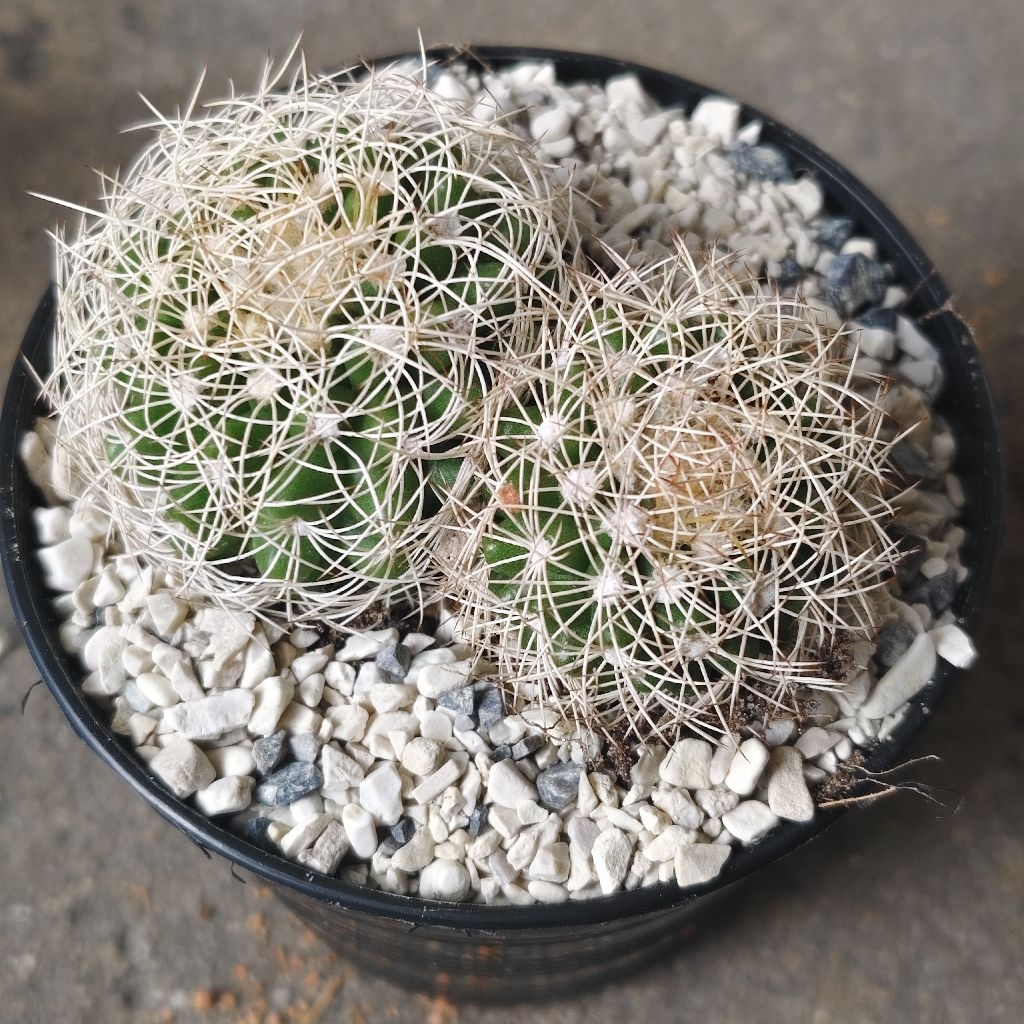 ดิสโก้ รังนก Discocactus Araneispinus แคคตัส กระบองเพชร cactus&succulent ราคา45บาทกระถาง3นิ้ว