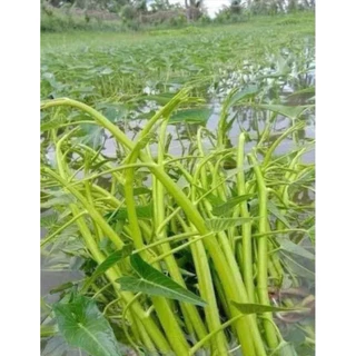 เมล็ดพันธุ์ผักบุ้งแก้ว 50 เมล็ดราคา 6 บาทซื้อ2แถม1