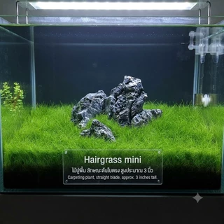 hairgrass mini twist/mini /ใบยาว #ไม้น้ำ ไม้เนื้อเยื้อ ไม้ปูพื้น