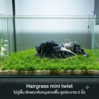 hairgrass mini twist/mini /ใบยาว #ไม้น้ำ ไม้เนื้อเยื้อ ไม้ปูพื้น
