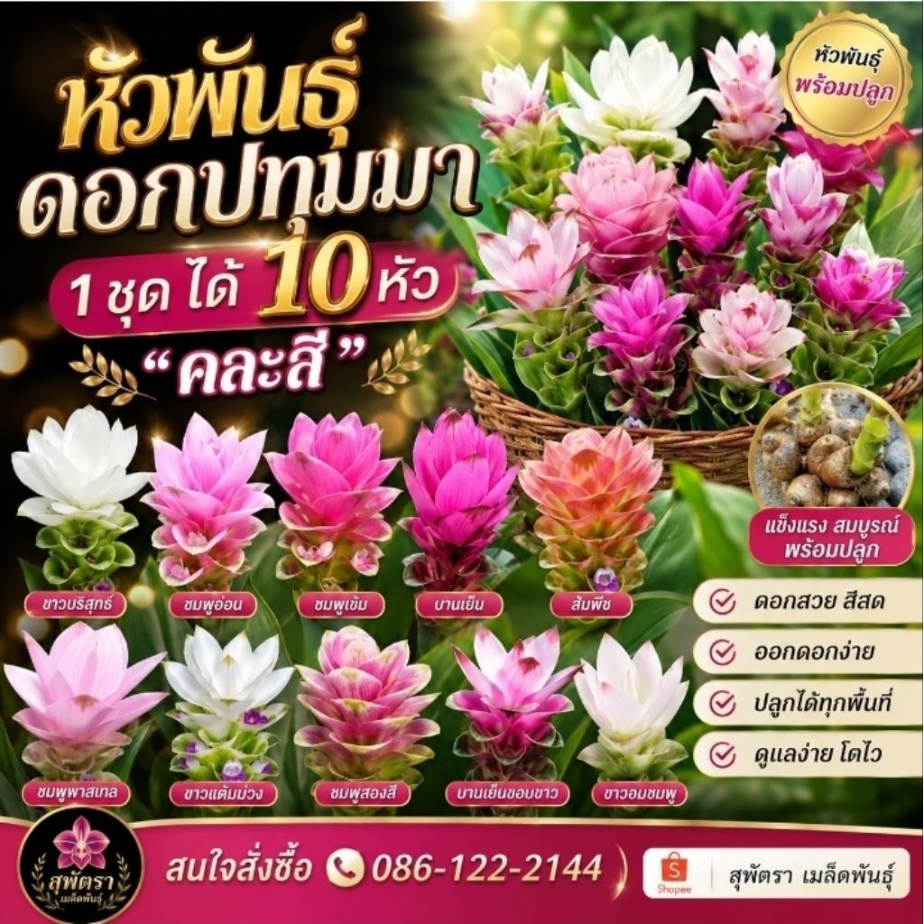 หัวพันธุ์ดอกปทุมมา 10 หัว คละสี