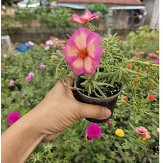 แพรจัมโบ้ (คุณนายป๊อปปี้) ลายด่างทูโทน กระถางขนาด 3 นิ้ว