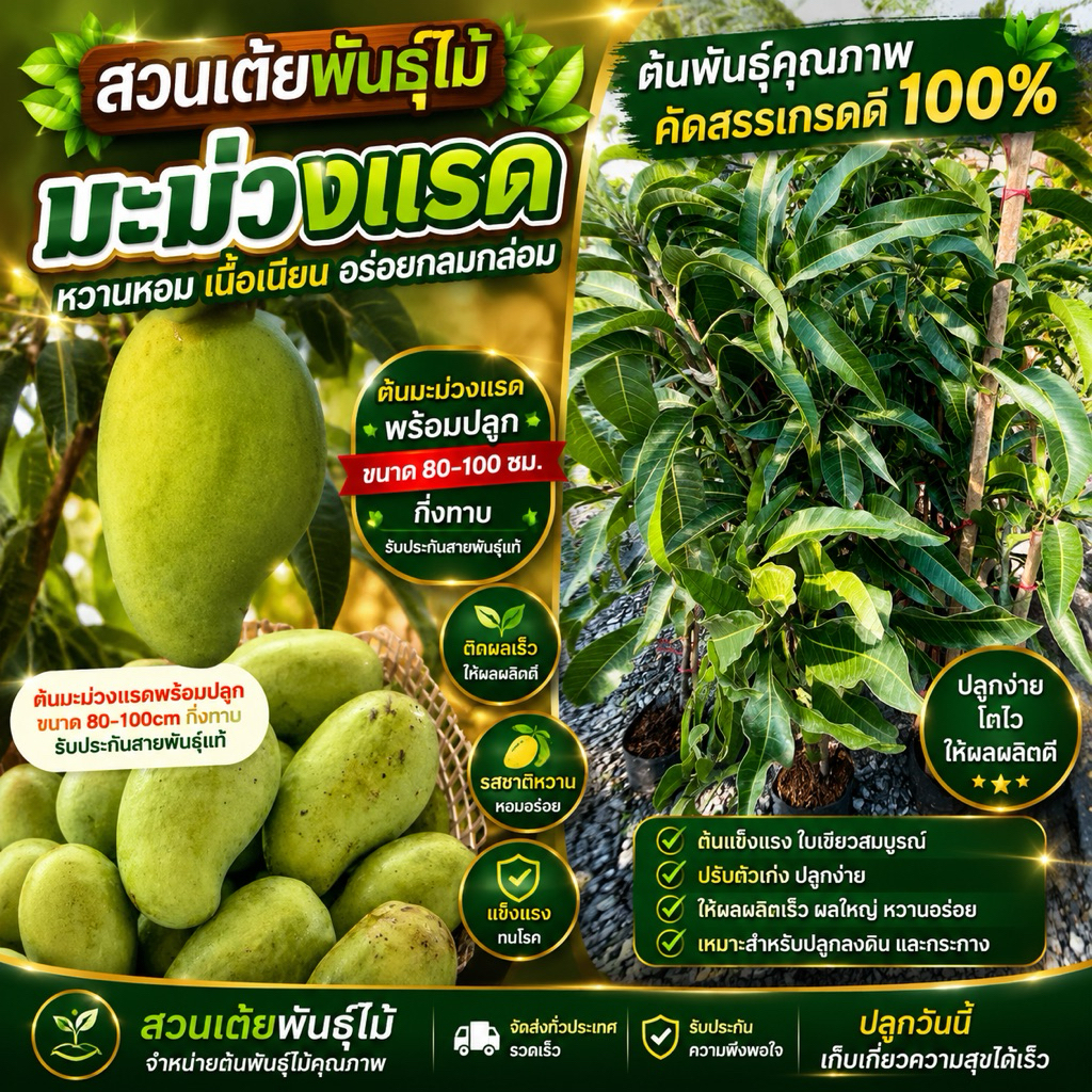 ต้นมะม่วงแรด พร้อมปลูก มีให้เลือก2ขนาด60-130cm กิ่งทาบ รับประกันสายพันธุ์เเท้100%