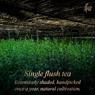 Peace 和 Matchless Single Flush Matcha | ผงชาเขียวมัทฉะ 100% เก็บเกี่ยวครั้งเดียว