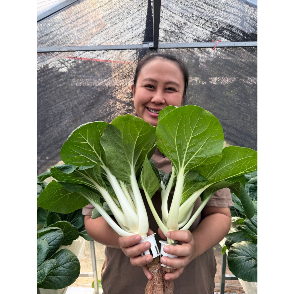 เมล็ดพันธุ์กวางตุ้ง คัดคุณภาพ เมล็ดใหม่ อัตราการงอกสูง โตไว ก้านกรอบ ใบเขียว ปลูกง่าย ผักสวนครัว บรรจุประมาณ 300 เมล็ด