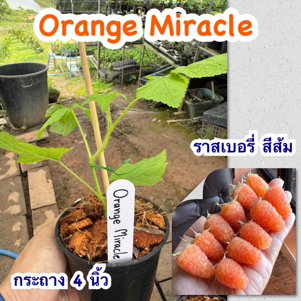 ต้นราสเบอรี่ สีส้ม Orange Miracle Raspberry สายพันธุ์ใหม่ ที่ต้องมีติดสวน ลูกใหญ่มากๆ ทรงกรวย รสชาติหวาน
