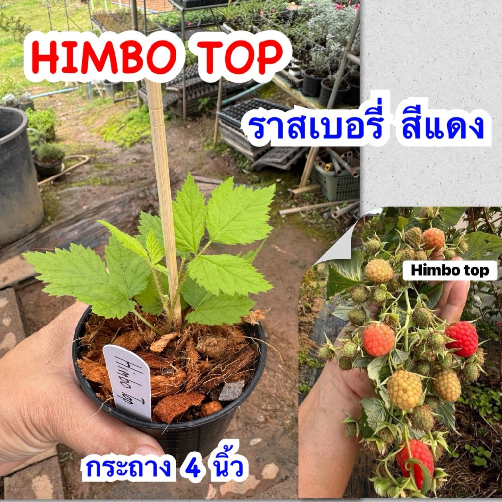 ต้นราสเบอร์รี่พันธุ์ Himbo Top (ฮิมโบ ท็อป) สีแดง ขนาดกระถาง 4 นิ้ว
