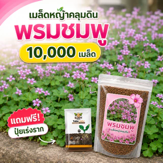เมล็ดหญ้าคลุมดิน พรมชมพู 10,000 เมล็ด ปลูกง่ายขึ้นไว พร้อมส่งในไทย