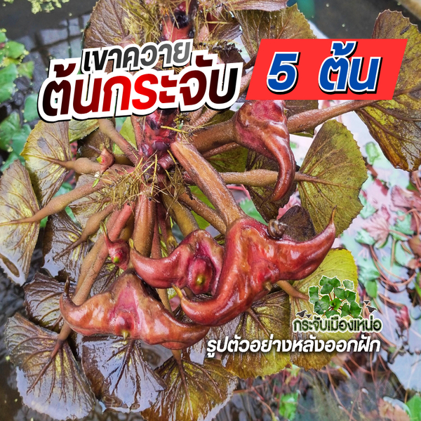 ต้นกระจับเขาควาย 10 ต้น - กระจับเมืองเหน่อ