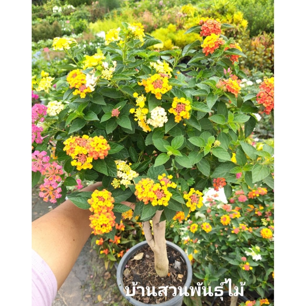 ต้นผกากรองแฟนซี กระถาง10นิ้ว