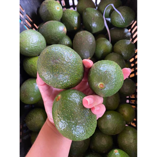 อะโวคาโดบัคคาเนียไข่ (บัคไข่) 1 กิโลกรัม 6-8 ลูก หนึบ มัน รสชาติหวานเล็กน้อย