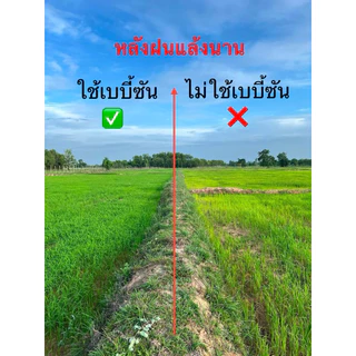 [คู่หู หัวเชื้อX2] เบบี้ซัน+ซันน่า |ครบทุกระยะ อะมิโนเข้มข้นบำรุงราก ใบ+แตกกอดี ตั้งท้อง รวงใหญ่ (สูตรลดปุ๋ย)