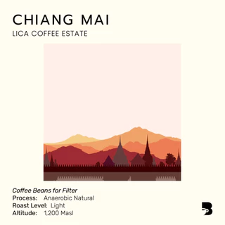 เมล็ดกาแฟ คั่วอ่อน - Chiang Mai Lica Coffee Estate