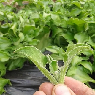 เมล็ดไอซ์แพลนท์ 1,000 / 2,000 เมล็ด Ice plant / Crystalline Iceplant