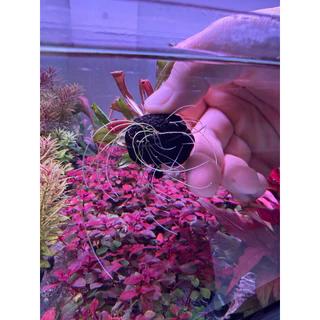 [MIN]Samolus red ไม้น้ำหน้าตู้ ทรงพุ่มเตี้ยแดงง่ายแม้ไม่มีco2 low techแสนจะง่าย โยนจบ แบบwabi