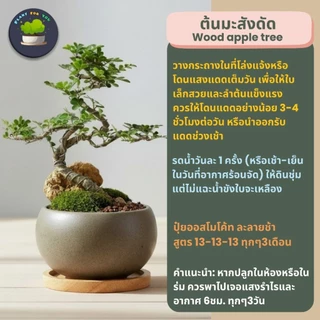 บอนไซ Bonsai พร้อมกระถางเซรามิคทรงกลม+แถมจานรองไม้