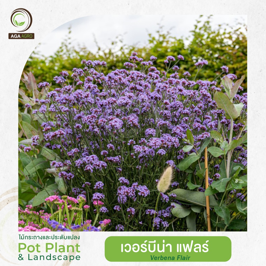 New!! 2026 AGA AGRO I "เวอร์บีน่า แฟลร์" ต้นเตี้ย ลักษณะเหมือนไฟเนสส์ 100 เมล็ด -Verbena Flair
