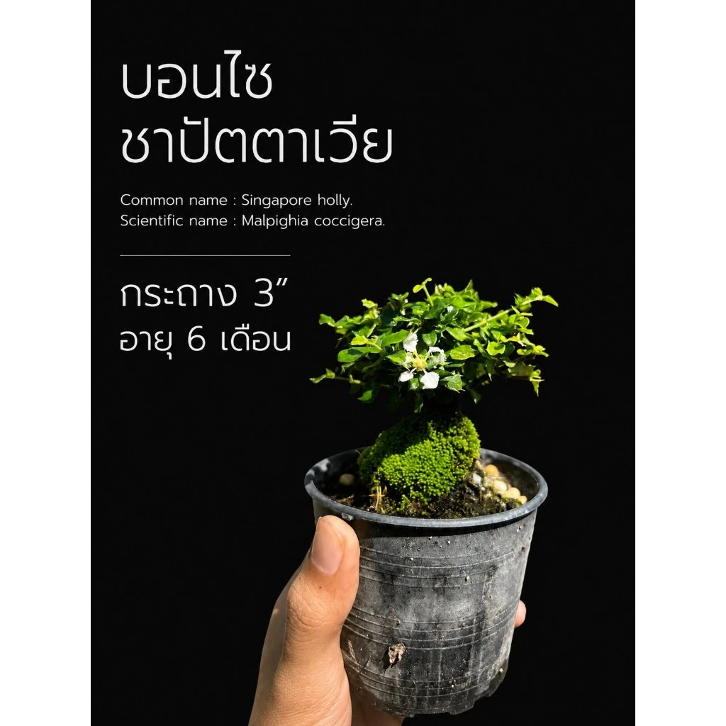 ชาปัตตาเวีย (Singapore holly./Malpighia coccigera.)🌸 บอนไซจิ๋ว กระถาง 3"
