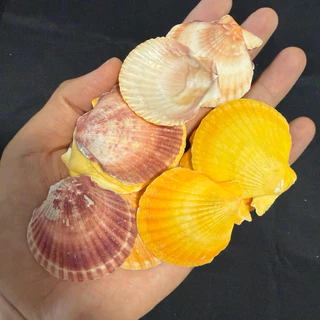 หอยเชลล์สีขาวขนาดเล็ก 50g MINI SCALLOP SHELL สำหรับตกแต่งบ้าน ตกแต่งตู้ปลา งานฝีมือจากเปลือกหอย