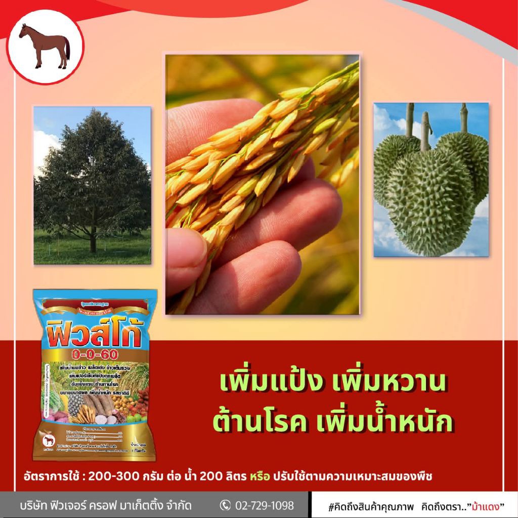 ปุ๋ยเกร็ด ฟิวส์โก้ 0-0-60 เพิ่มแป้ง เพิ่มน้ำหนัก เพิ่มความหวาน
