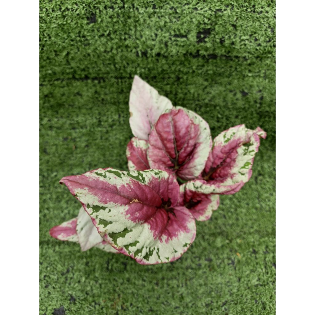 ต้นบีโกเนีย Maui Sunset [ Begonia Maui Sunset ]  ไม้ในกระถาง3"