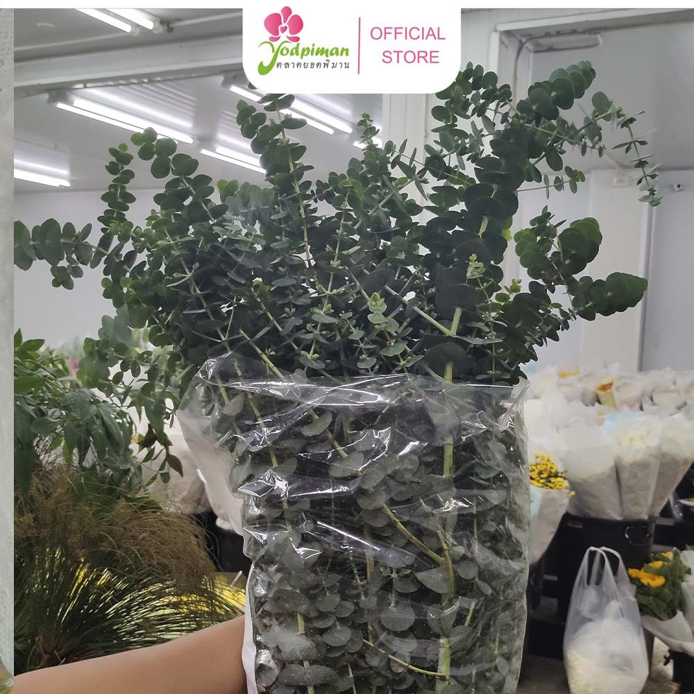 ใบยูคาลิปตัสใบกลม เกรดพรีเมียม สีสวย กลิ่นหอม [ส่งทันทีในวัน ]