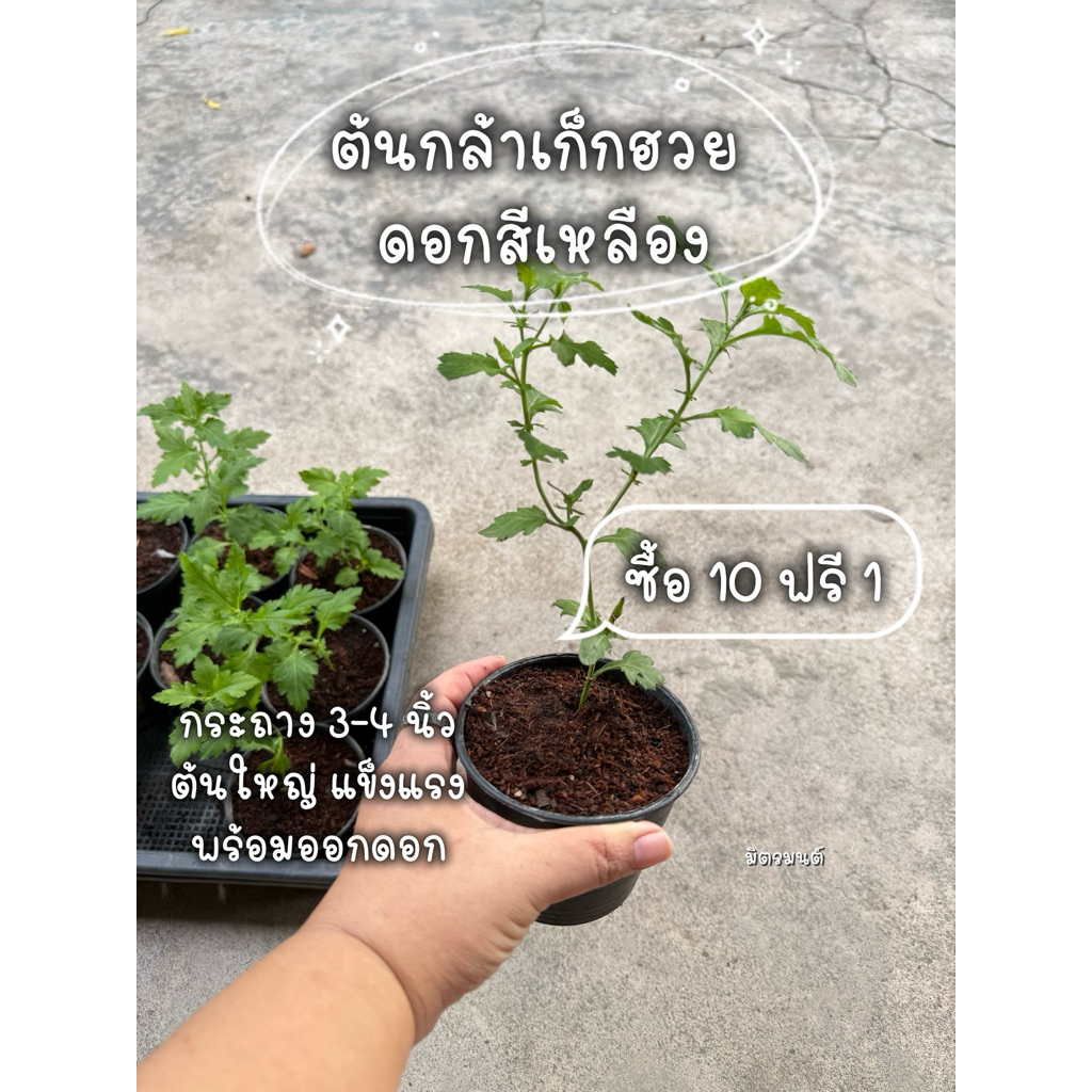 มิตรมนต์ | ต้นเก็กฮวยดอกสีเหลือง ต้นกล้า ส่งแบบกระถาง (ขั้นต่ำ 3 ต้นซื้อ 10 ฟรี 1) ต้นสวย แข็งแรง รากดี