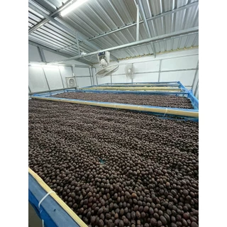 Thailand Huai Khuak Semi Carbonic Maceration with LTLH Drying Process