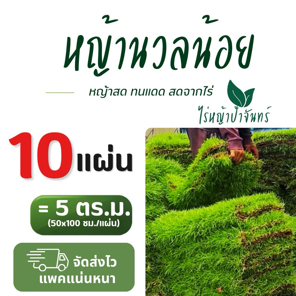 หญ้านวลน้อย หญ้าจริง หญ้าสด จากไร่หญ้าป้าจันทร์ สำหรับจัดสวน