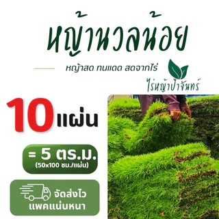 หญ้านวลน้อย หญ้าจริง ตัดสด จากไร่หญ้าป้าจันทร์ สำหรับจัดสวนกลางแจ้ง (10 แผ่น = 5 ตร.ม.)