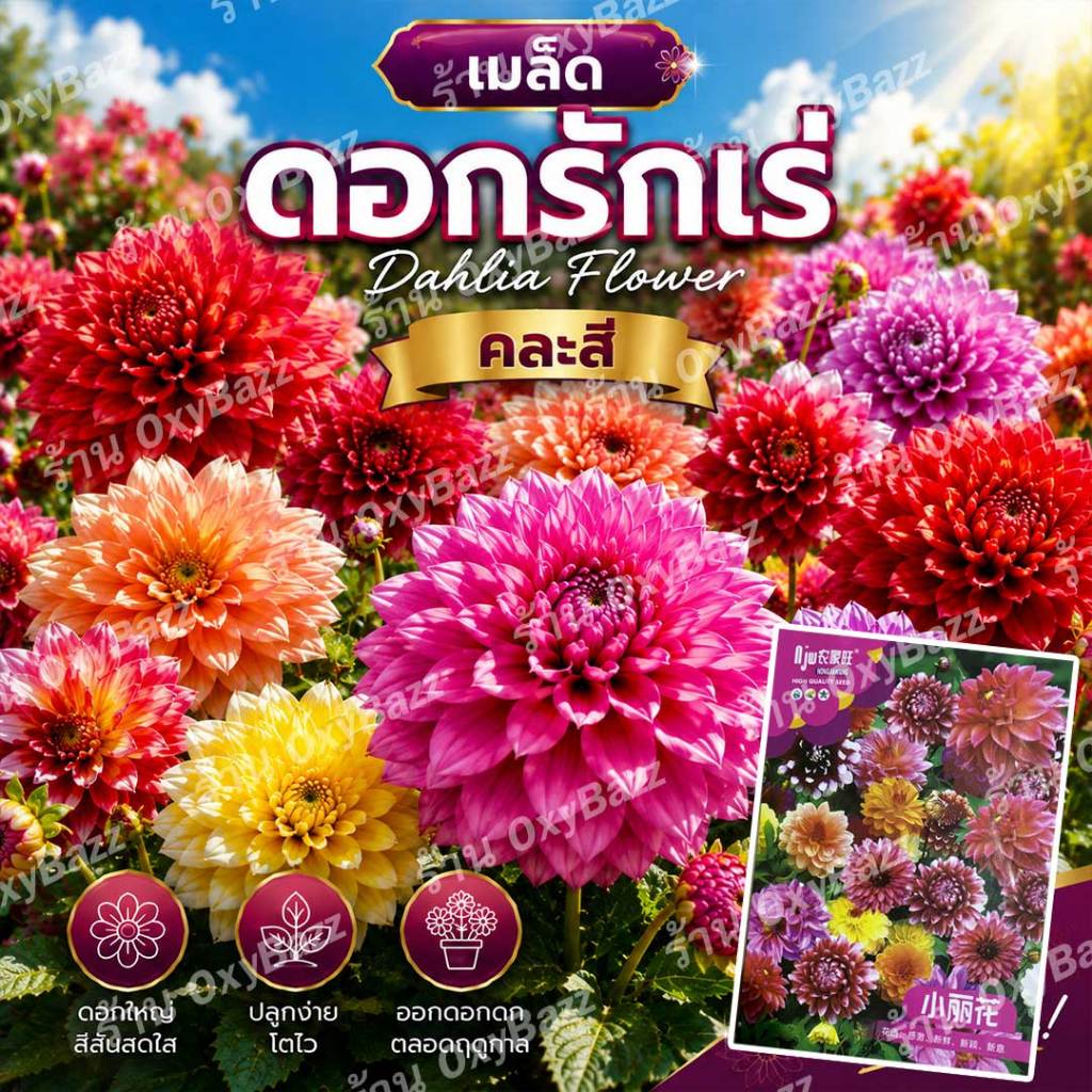 เมล็ดดอกรักเร่ Dahlia Flower 100 เมล็ด คละสี เมล็ดพันธุ์ดอกไม้ ดอกใหญ่ ปลูกง่าย ออกดอกสวย