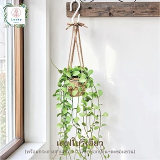 🌿(ขนาด 3 นิ้ว)เดฟใบรีเขียว/ใบรีด่าง/หัวใจล้านดวง/แตงโม/แอปเปิ้ล/ฟิลิปปินส์ พร้อมกระถางสาน+เชือก+ตะขอแขวน