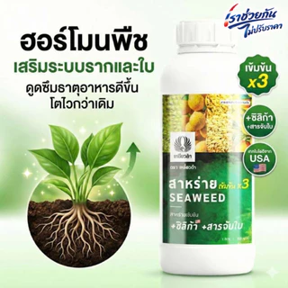 ฮอร์โมน [สาหร่ายทะเลเข้มข้นสูตรน้ำ] 1L ทำใบ ดึงดอก บำรุงต้น แก้ต้นโทรม ใบเหลือง ปุ๋ยน้ำ ปุ๋ยเหยี่ยวดำ