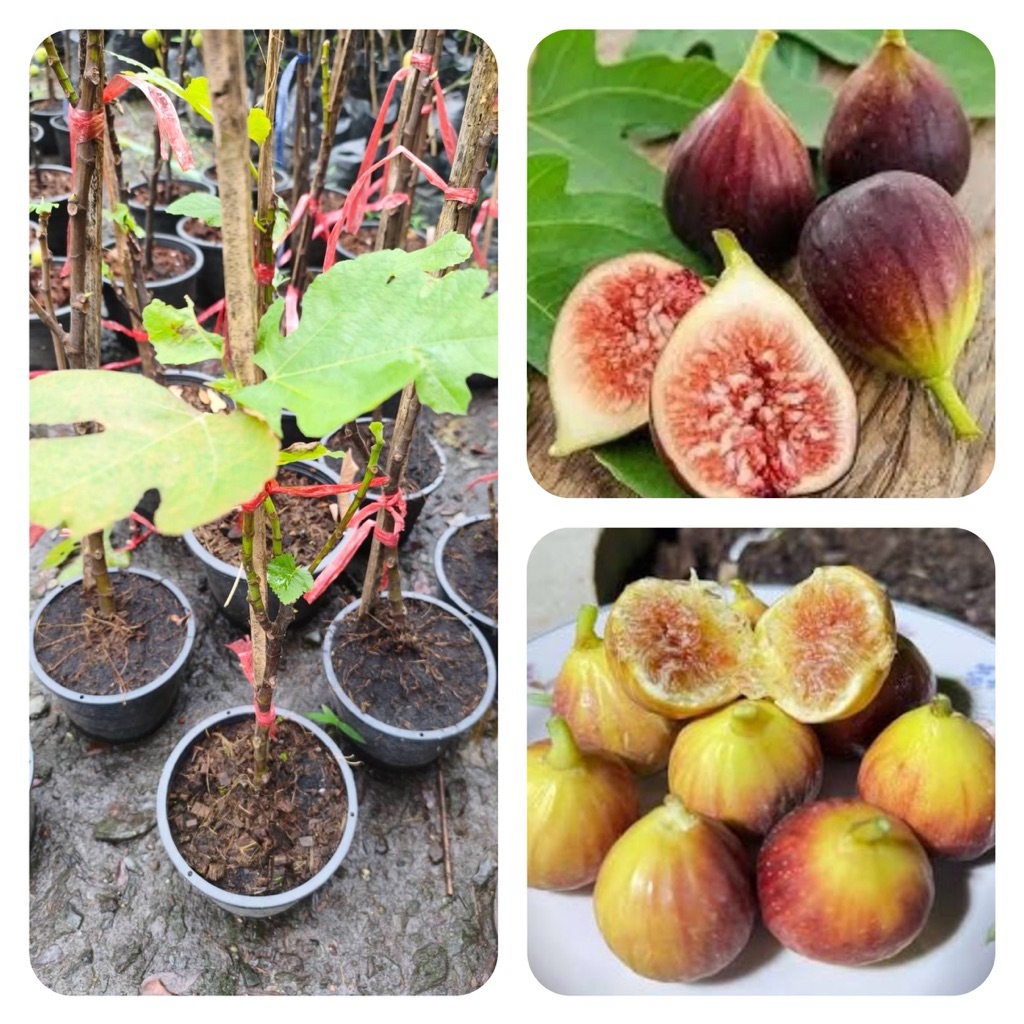 ต้นมะเดื่อฝรั่งแบล็คอิสราเอล | Black Israel Fig | Ficus carica ‘Black Israel’ | กระถาง 10“