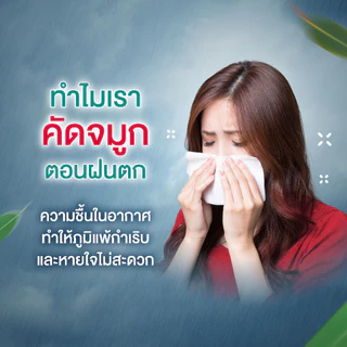 Siangpure Liquid Inhalant Eucalyptus Scent ยาดมน้ำเซียงเพียว กลิ่น ยูคาลิปตัส ชนิดลูกกลิ้ง 5 ซีซี จำนวน 6 ชิ้น