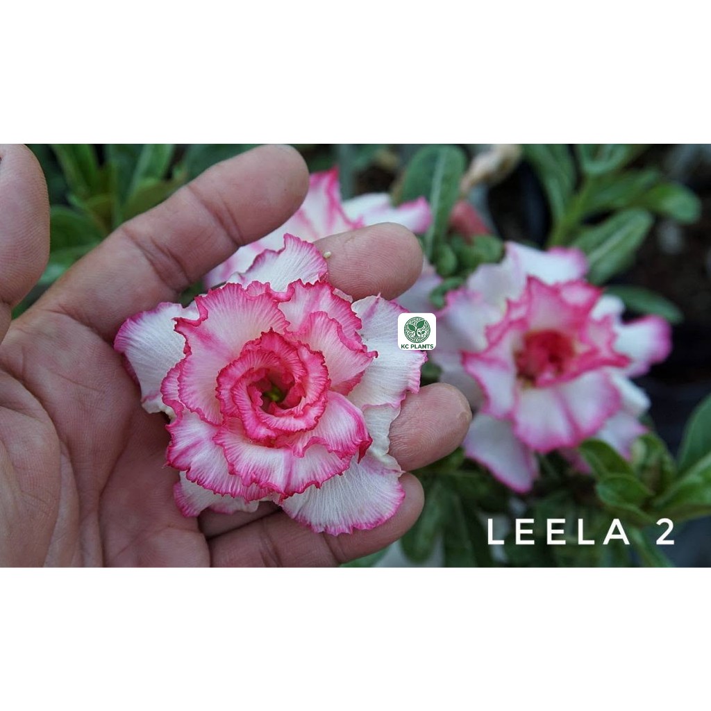 ต้นชวนชมดอกซ้อน มีกลิ่นหอมอ่อนๆ ชวนชม ไม้มงคล ขนาดกระถาง 6 นิ้ว #LEELA2