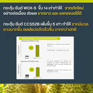 มหิงสา อะมิโนพืช กรดอะมิโนอิสระ สกัดเข้มข้น 49% ส่งเสริมให้พืชดูดซึมอาหารได้ดี ทำให้พืชเจริญเติบโตดี