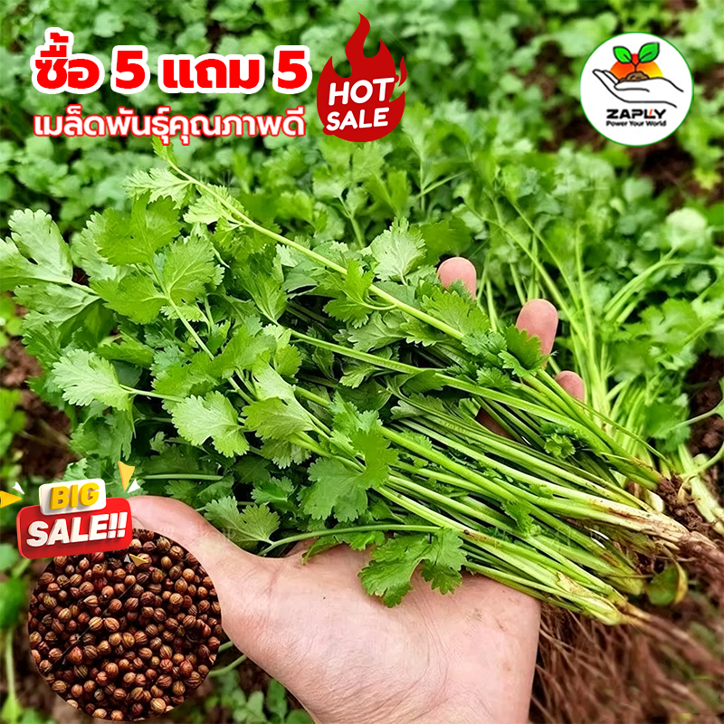 【ซื้อ 5 แถม 5 ฟร】🌱 เมล็ดพันธุ์ผักชี 10 กรัม ห่อใหญ่งอกดีมาก ผักไทย