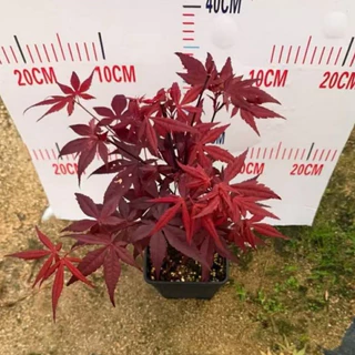 11/8/26 นำเข้าจากจีน เมเปิ้ลญี่ปุ่น สีแดง(Japanese Maple) โดยเฉพาะสายพันธุ์ที่มีใบสีแดงเช่น Deshojo หรือ Beni-Maiko30cm