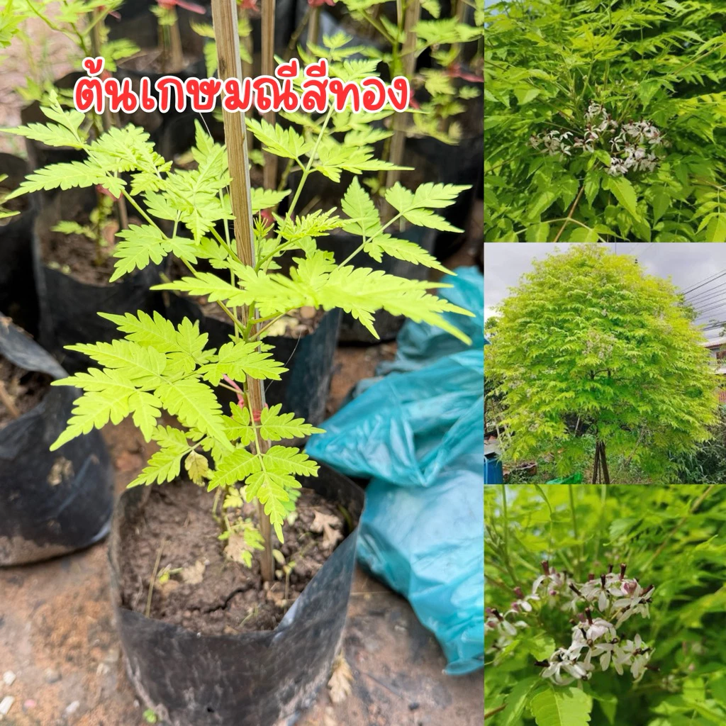 ต้นเกษมณีสีทอง ถุงใหญ่ สูง30เซน ไม้สวยน่าปลูก ทรงพุ่ม พร้อมส่ง