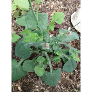 เมล็ดพันธุ์ต้นหูปลาช่อน ผักกาดนกเขา หางปลาช่อน ลิ้นปี่ Cupid's Shaving Brush Seeds ผักพื้นบ้าน บรรจุ 25 เมล็ดถุงซิปล็อค