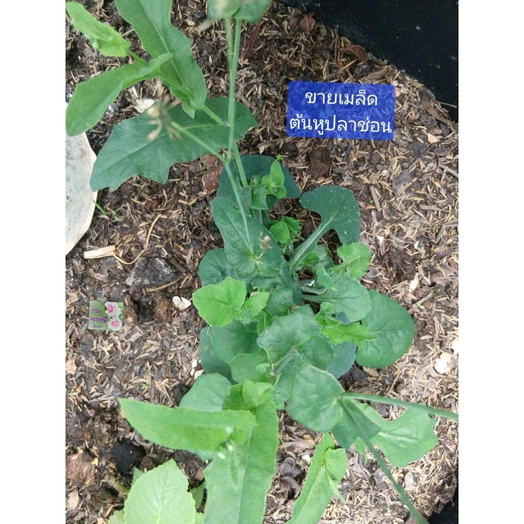 เมล็ดพันธุ์ต้นหูปลาช่อน ผักกาดนกเขา หางปลาช่อน ลิ้นปี่ Cupid's Shaving Brush Seeds ผักพื้นบ้าน บรรจุ 25 เมล็ดถุงซิปล็อค