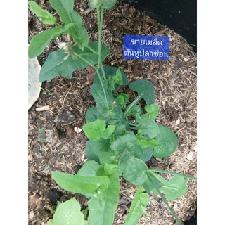 เมล็ดพันธุ์ต้นหูปลาช่อน ผักกาดนกเขา หางปลาช่อน ลิ้นปี่ Cupid's Shaving Brush Seeds ผักพื้นบ้าน บรรจุ 25 เมล็ดถุงซิปล็อค