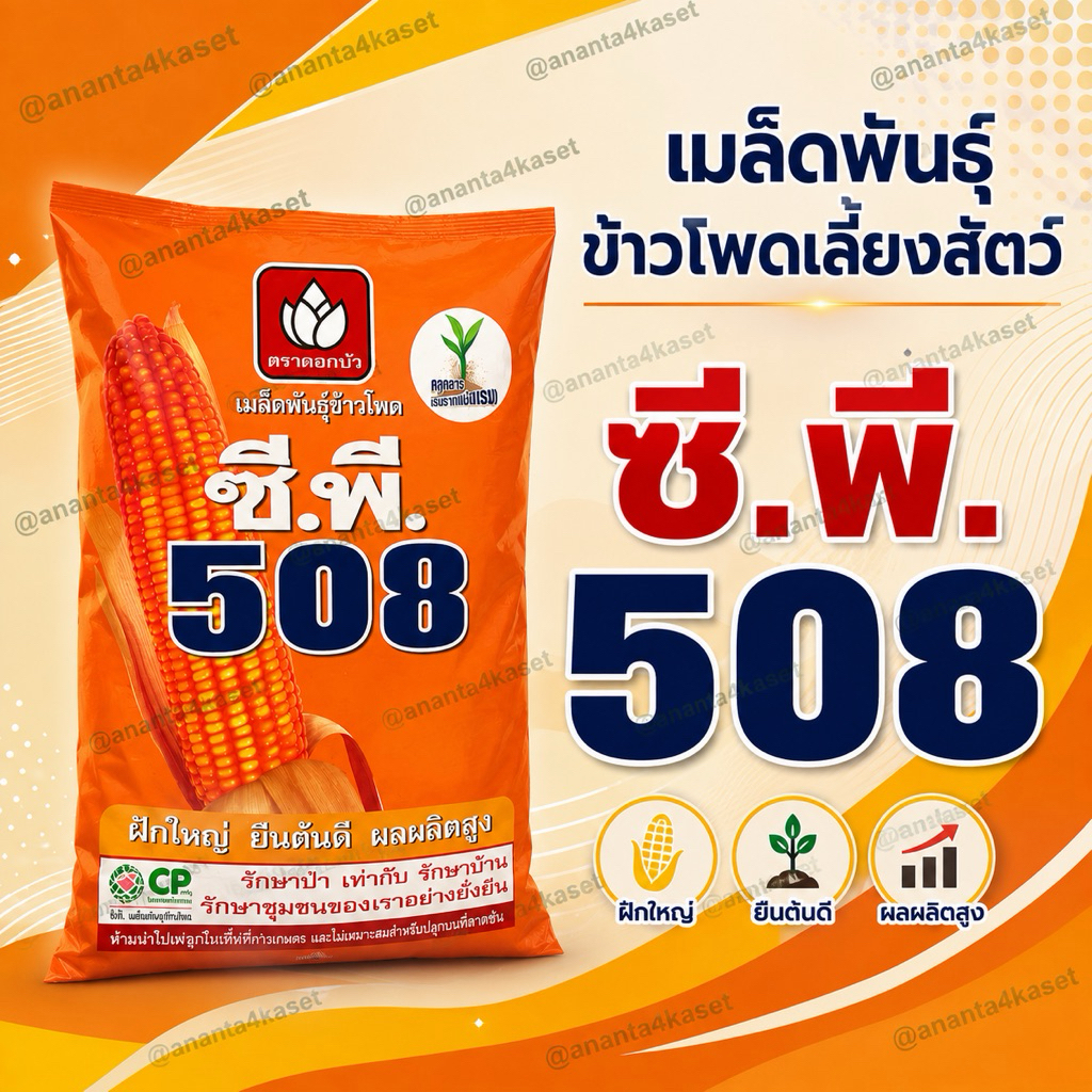 เมล็ดพันธุ์ข้าวโพดเลี้ยงสัตว์ ซี.พี.508 / ซีพี508 / CP508 ขนาดบรรจุ ถุงละ 10 กิโลกรัม /10 Kg.