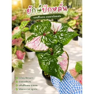 (อัพ16/8/69 )(1)(ส่งภายใน2วัน)รวมบอนสี บอนด่างสวย บอนป้าย กระถาง 4 นิ้ว บอนมีชื่อ บอนสีลูกไม้