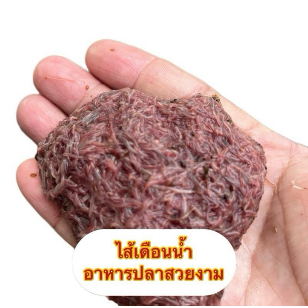 อุปกรณ์พร้อมเลี้ยงไส้เดือนน้ำทรูซิฟิกพร้อมคู่มือการเลี้ยงและเป็นอาหารปลาสวยงาม.