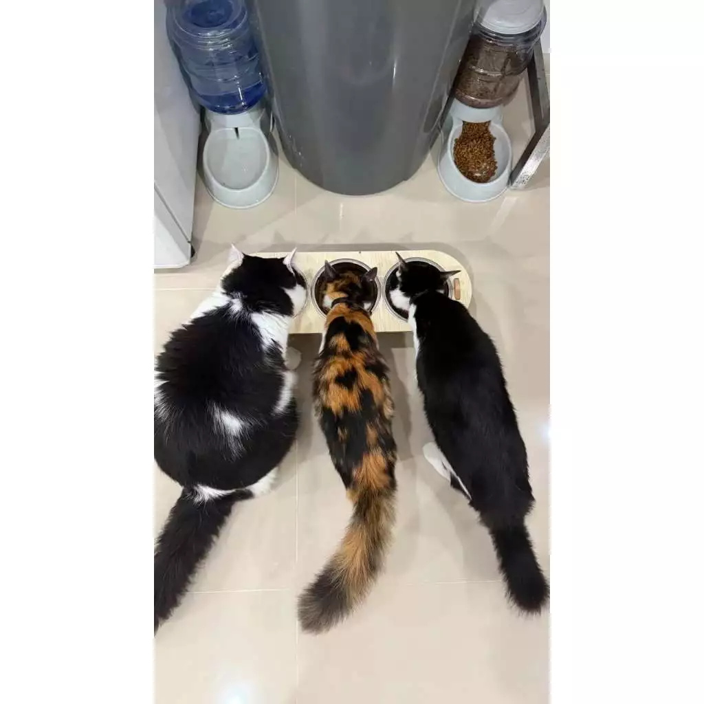 ( สินค้าแมว : T003 )” รวมชามแล้ว“ 3 หลุม พร้อมส่ง ชามอาหารสัตว์ แบบใหม่ ครับ thumbnail 9