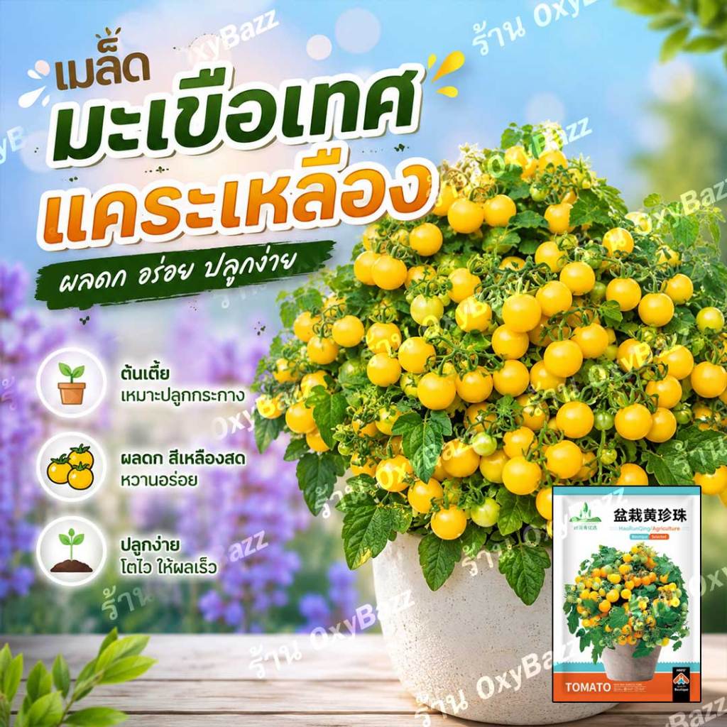 เมล็ดพันธุ์มะเขือเทศแคระเหลือง 100เมล็ด มะเขือเทศพุ่มเหลือง มะเขือเทศต้นเตี้ยเหลือง