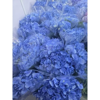 [ สินค้าพร้อมจัดส่งด่วน ] ดอกไฮเดรนเยียหัวใหญ่ๆ ดอกไม้สด